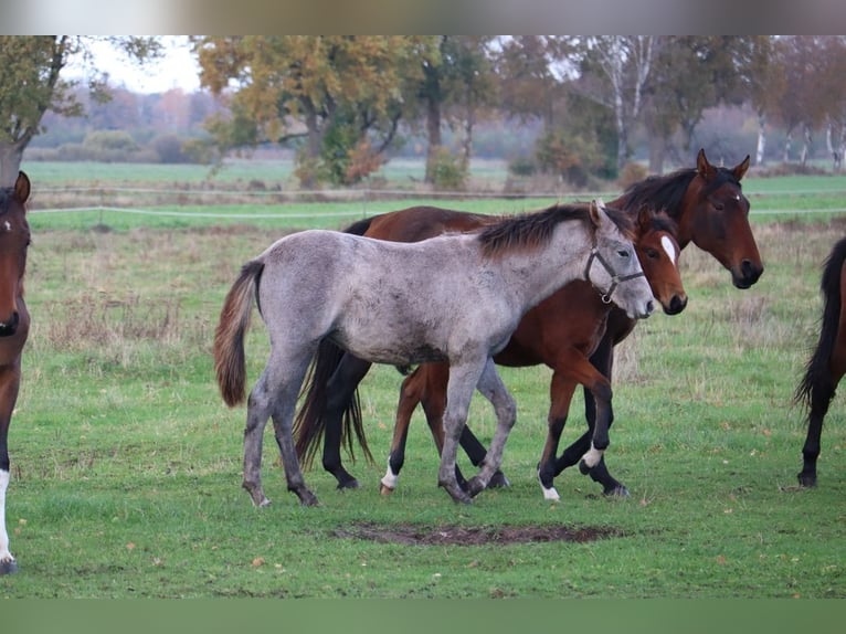 Mangalarga Giumenta 1 Anno 153 cm Grigio rossastro in Neuenkirchen