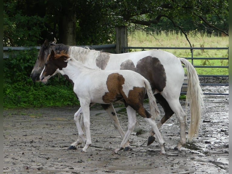 Mangalarga Giumenta 2 Anni 152 cm Pezzato in Neuenkirchen