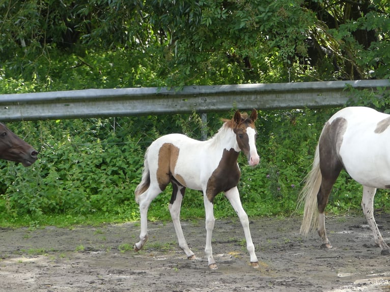 Mangalarga Giumenta 2 Anni 152 cm Pezzato in Neuenkirchen