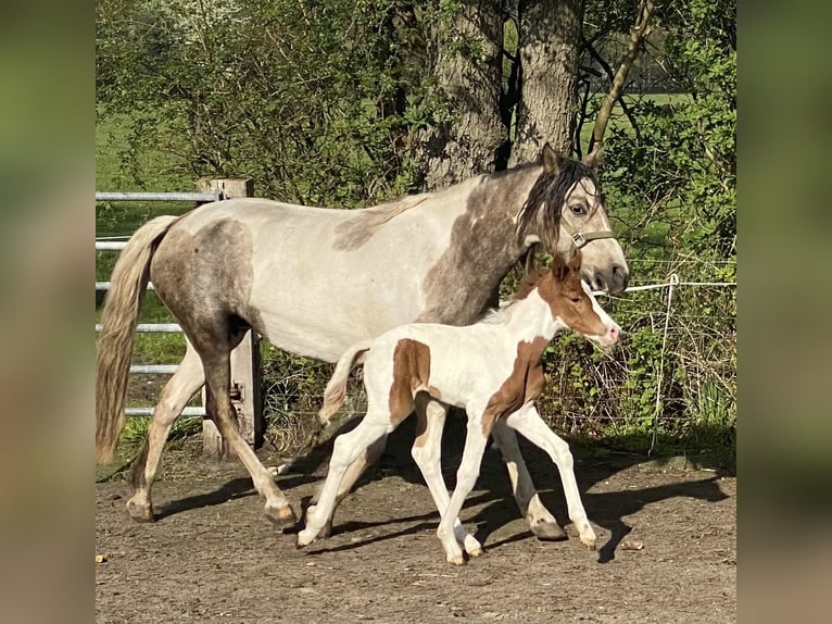 Mangalarga Giumenta 2 Anni 152 cm Pezzato in Neuenkirchen