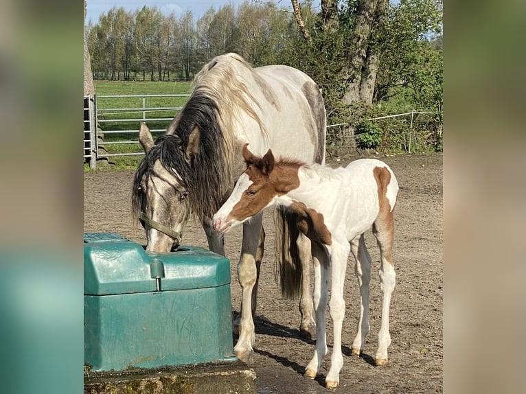 Mangalarga Giumenta 2 Anni 152 cm Pezzato in Neuenkirchen