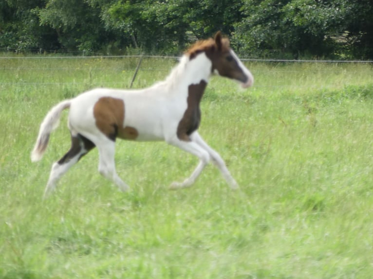 Mangalarga Giumenta 2 Anni 152 cm Pezzato in Neuenkirchen