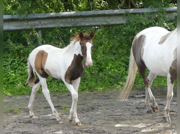 Mangalarga Giumenta 2 Anni 152 cm Pezzato in Neuenkirchen