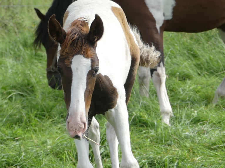 Mangalarga Giumenta 2 Anni 152 cm Pezzato in Neuenkirchen