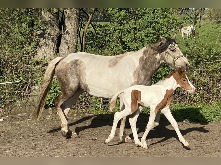 Mangalarga Giumenta 2 Anni 152 cm Pezzato in Neuenkirchen