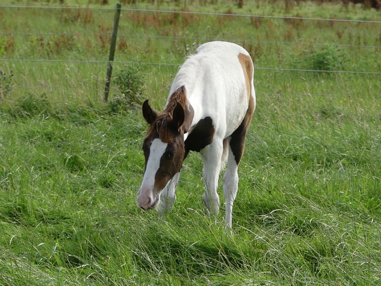 Mangalarga Giumenta 2 Anni 152 cm Pezzato in Neuenkirchen