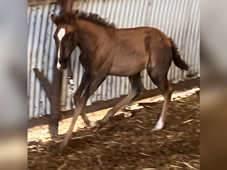 Mangalarga Giumenta 2 Anni 153 cm Leardo in Skærbæk