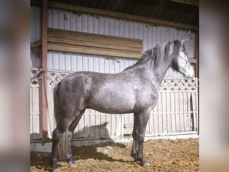 Mangalarga Giumenta 2 Anni 153 cm Leardo in Skærbæk