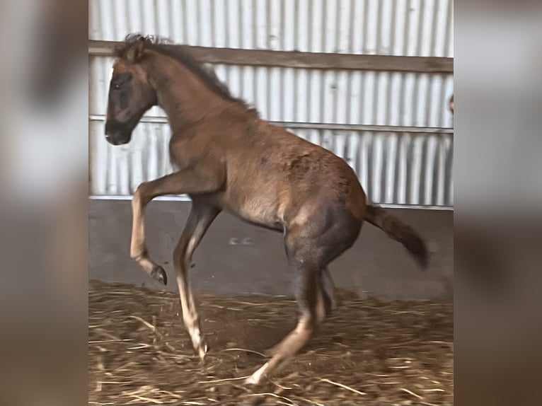 Mangalarga Giumenta 2 Anni 153 cm Leardo in Skærbæk