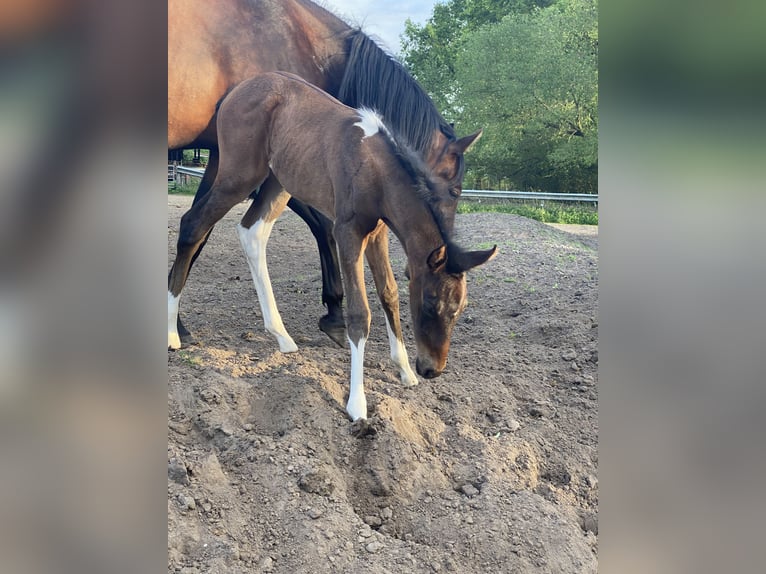 Mangalarga Giumenta 2 Anni 155 cm Baio in Neuenkirchen