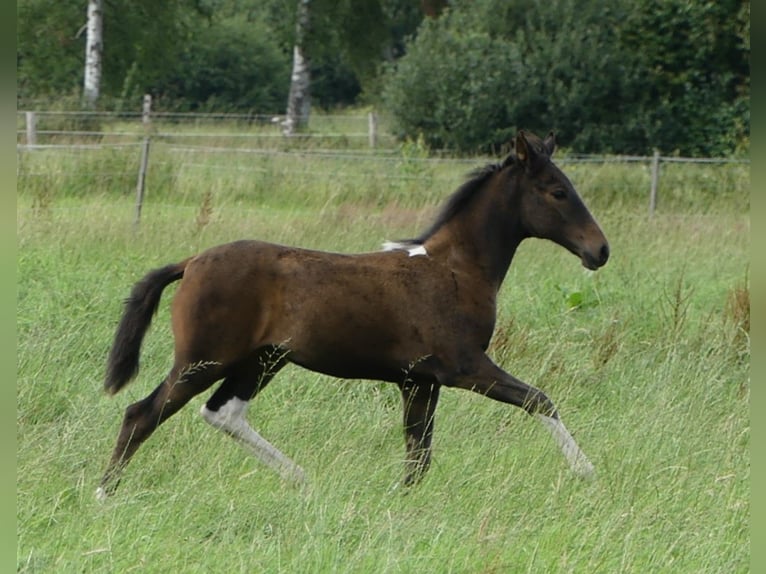 Mangalarga Giumenta 2 Anni 155 cm Baio in Neuenkirchen