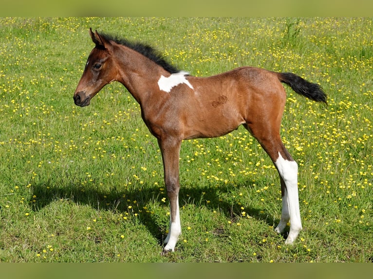 Mangalarga Giumenta 2 Anni 155 cm Baio in Neuenkirchen