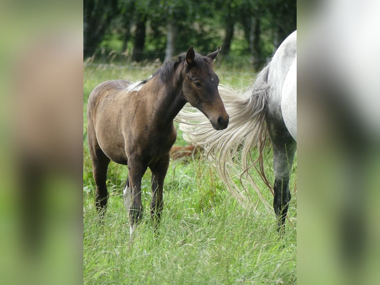 Mangalarga Giumenta 2 Anni 155 cm Baio in Neuenkirchen