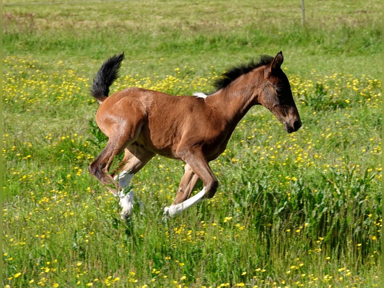 Mangalarga Giumenta 2 Anni 155 cm Baio in Neuenkirchen