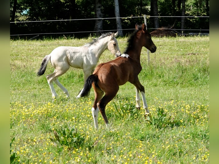 Mangalarga Giumenta 2 Anni 155 cm Baio in Neuenkirchen