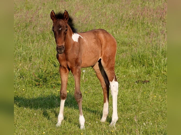 Mangalarga Giumenta 2 Anni 155 cm Baio in Neuenkirchen