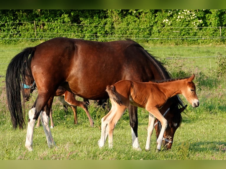 Mangalarga Giumenta 2 Anni 155 cm Baio in Neuenkirchen