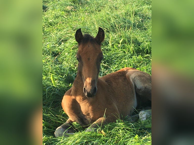 Mangalarga Giumenta 2 Anni 155 cm Baio in Neuenkirchen