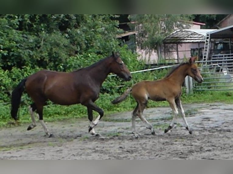 Mangalarga Giumenta 2 Anni 155 cm Baio in Neuenkirchen