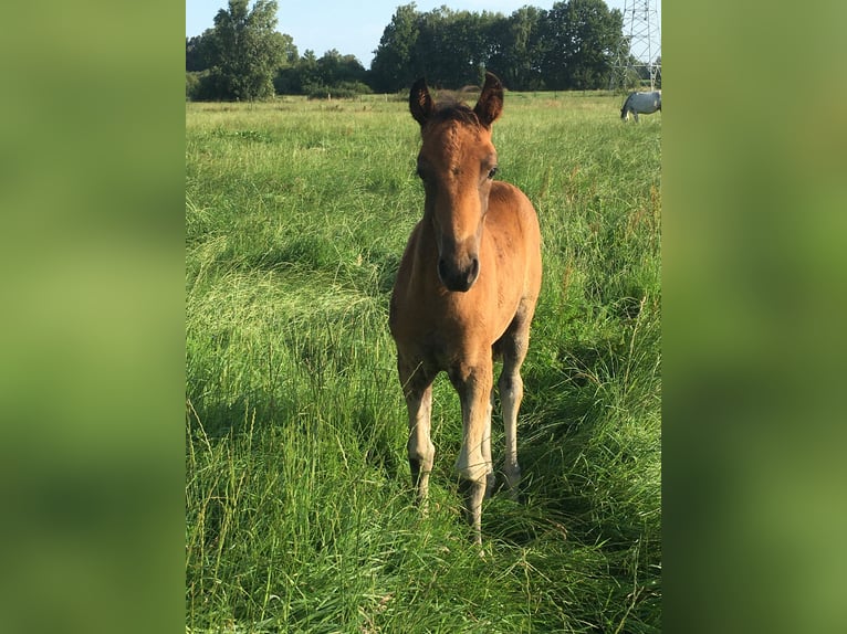 Mangalarga Giumenta 2 Anni 155 cm Baio in Neuenkirchen