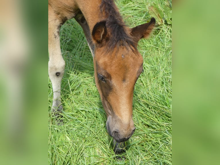 Mangalarga Giumenta 2 Anni 155 cm Baio in Neuenkirchen