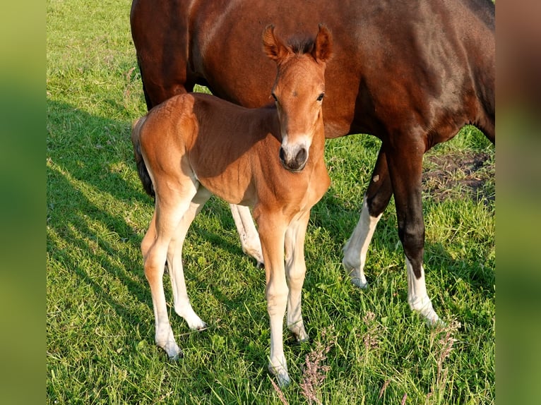 Mangalarga Giumenta 2 Anni 155 cm Baio in Neuenkirchen