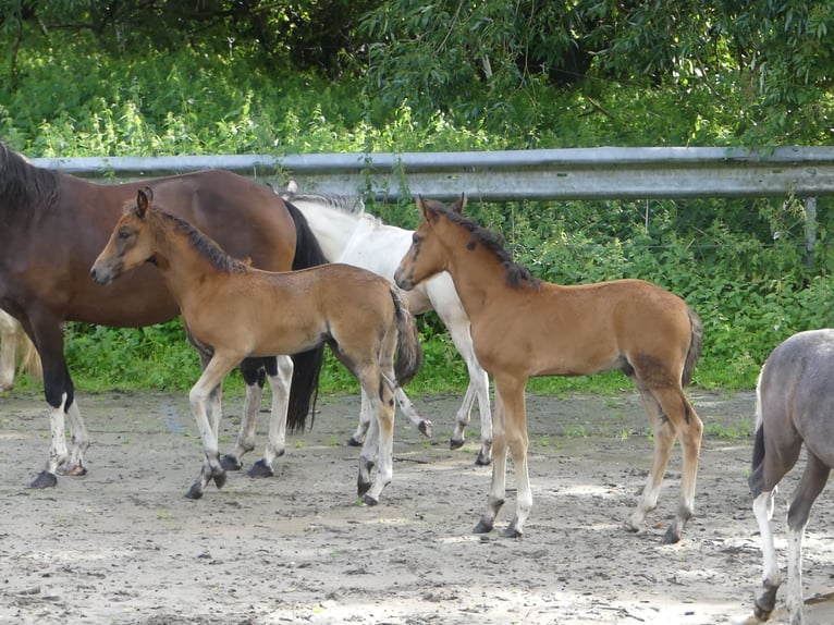 Mangalarga Giumenta 2 Anni 155 cm Baio in Neuenkirchen