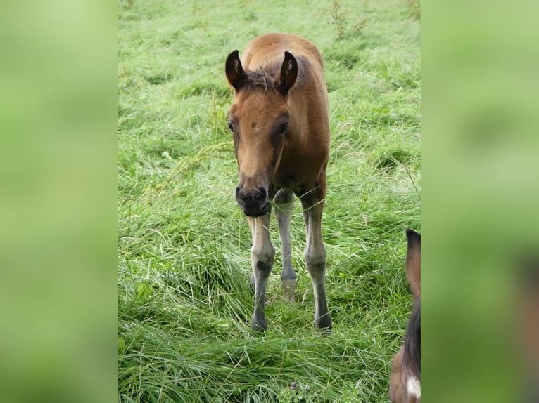 Mangalarga Giumenta 2 Anni 155 cm Baio in Neuenkirchen