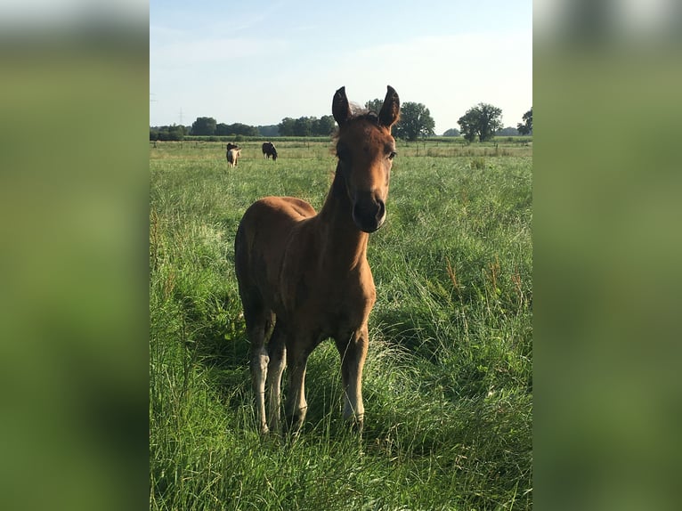 Mangalarga Giumenta 2 Anni 155 cm Baio in Neuenkirchen