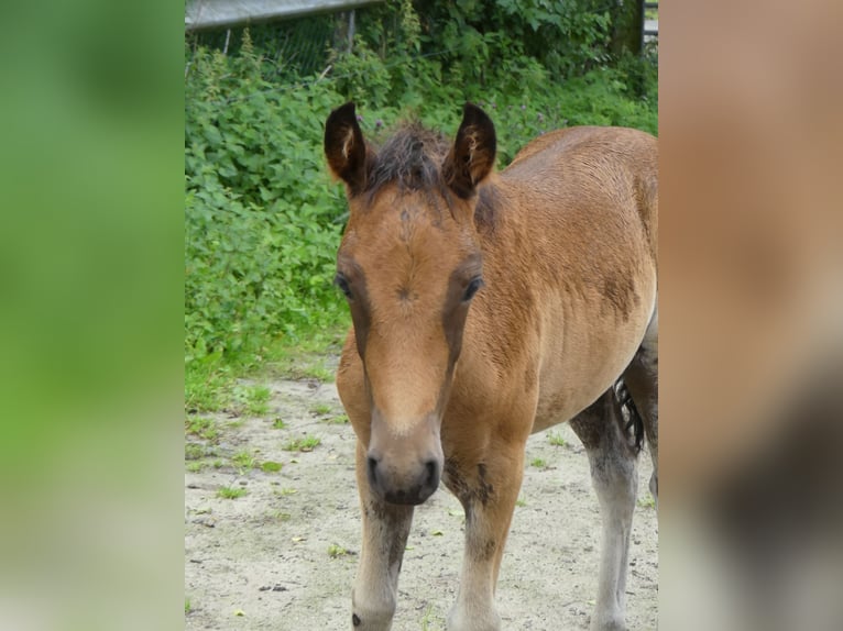 Mangalarga Giumenta 2 Anni 155 cm Baio in Neuenkirchen