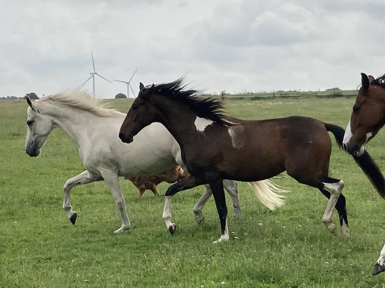 Mangalarga Giumenta 2 Anni 155 cm Pezzato in Neuenkirchen