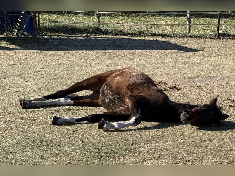 Mangalarga Giumenta 2 Anni 155 cm Pezzato in Neuenkirchen