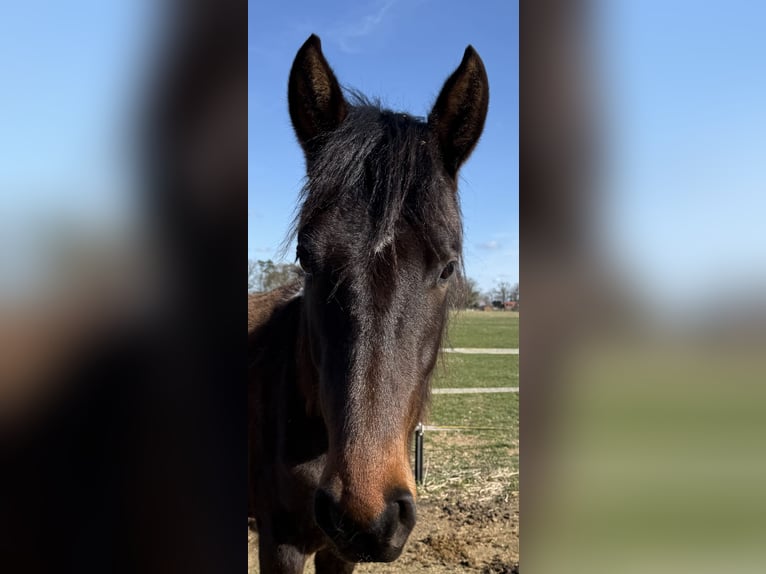 Mangalarga Giumenta 2 Anni 155 cm Pezzato in Neuenkirchen