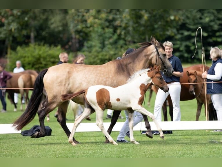 Mangalarga Giumenta 3 Anni 148 cm Pezzato in Wahlstorf