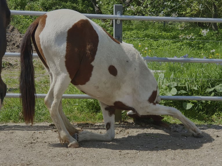 Mangalarga Giumenta 3 Anni 148 cm Pezzato in Wahlstorf