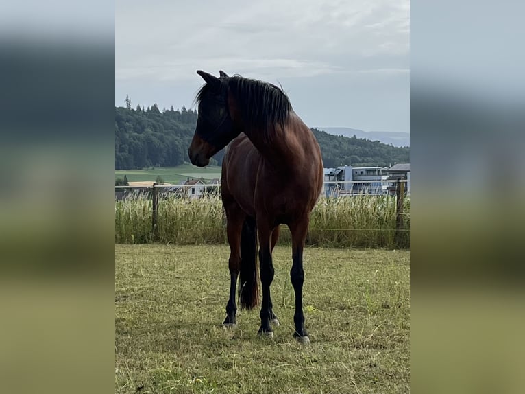 Mangalarga Giumenta 3 Anni 152 cm Baio in Diessbach