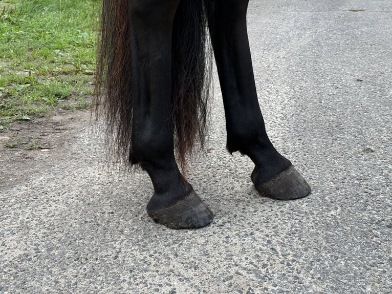 Mangalarga Giumenta 3 Anni 153 cm Baio in Neuenkirchen