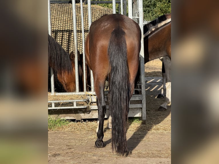 Mangalarga Giumenta 3 Anni 153 cm Baio in Neuenkirchen