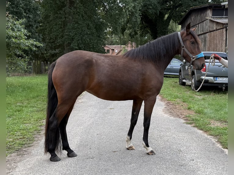 Mangalarga Giumenta 3 Anni 153 cm Baio in Neuenkirchen