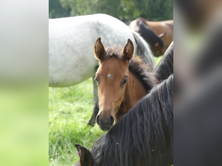 Mangalarga Giumenta 3 Anni 153 cm Baio in Neuenkirchen