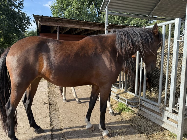 Mangalarga Giumenta 3 Anni 153 cm Baio in Neuenkirchen