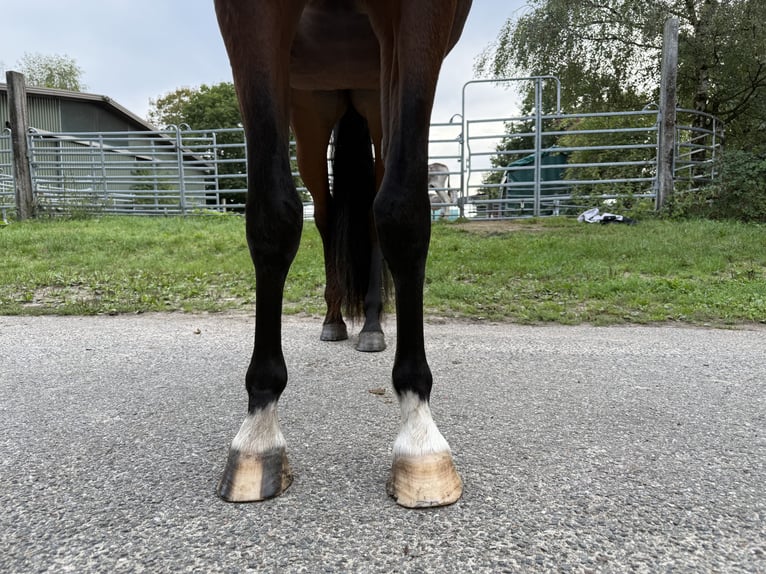 Mangalarga Giumenta 3 Anni 153 cm Baio in Neuenkirchen