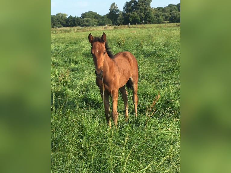 Mangalarga Giumenta 3 Anni 153 cm Baio in Neuenkirchen