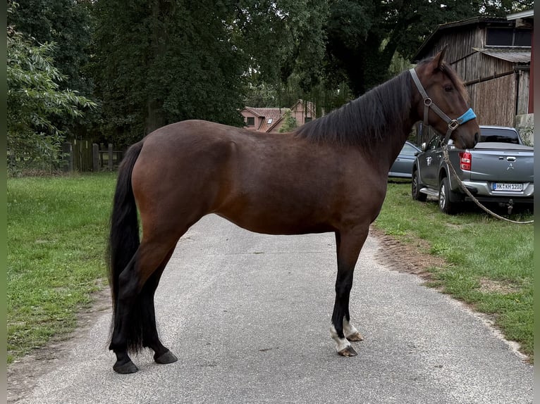 Mangalarga Giumenta 3 Anni 153 cm Baio in Neuenkirchen