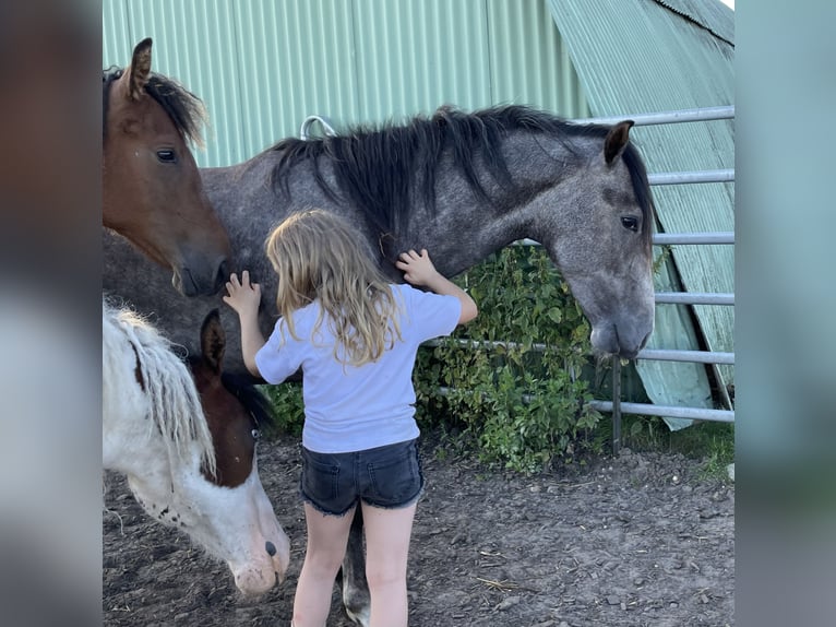 Mangalarga Giumenta 4 Anni 151 cm Grigio pezzato in Skærbæk