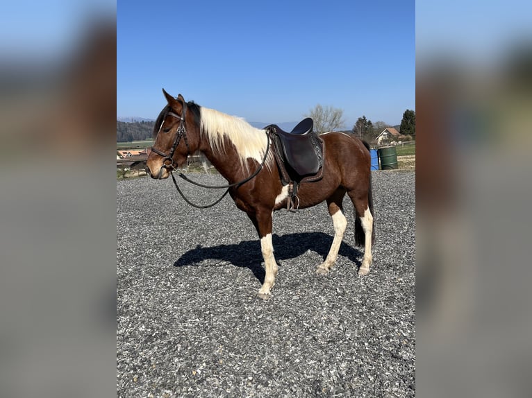 Mangalarga Giumenta 5 Anni 152 cm Pezzato in Diessbach