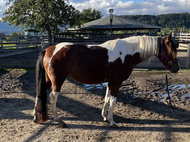 Mangalarga Giumenta 6 Anni 152 cm Pezzato in Diessbach