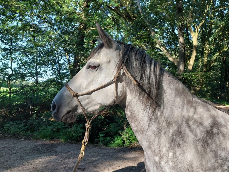 Mangalarga Giumenta 7 Anni 146 cm Grigio pezzato in Leer (Ostfriesland)