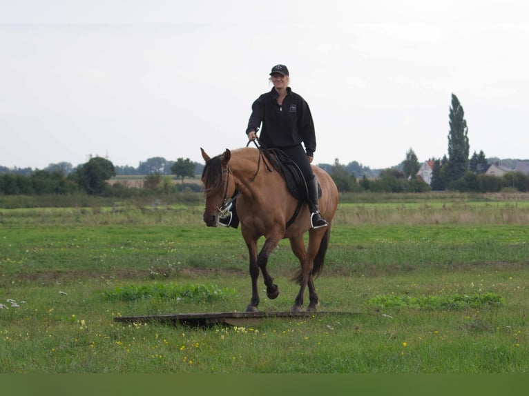 Mangalarga Giumenta 7 Anni 150 cm Falbo in Ribbesbüttel