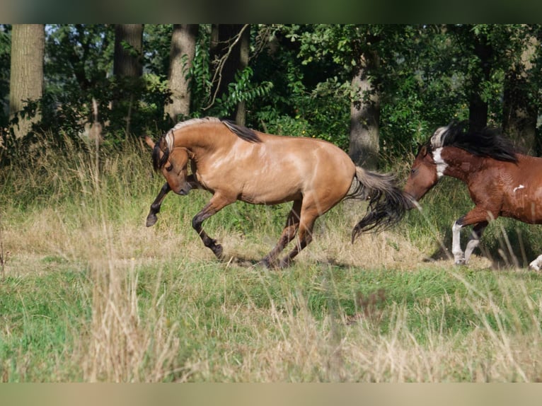 Mangalarga Giumenta 7 Anni 150 cm Falbo in Ribbesbüttel